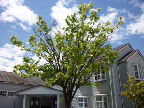 デイサービス つくしんぼ